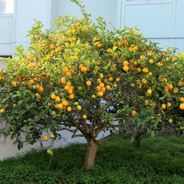 Dwarf Meyer Lemon