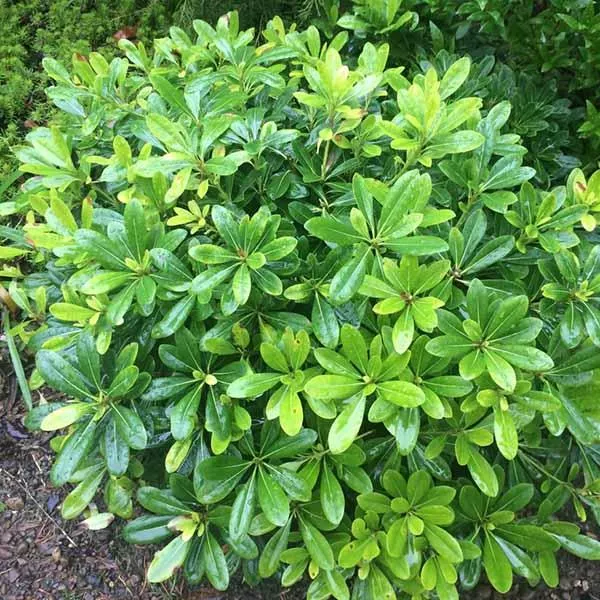 Dwarf Mock Orange – 5 Gallon