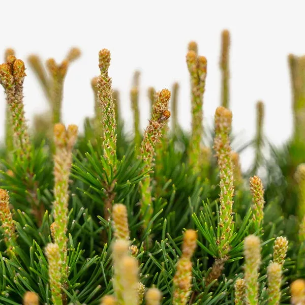 Dwarf Mugo Pine