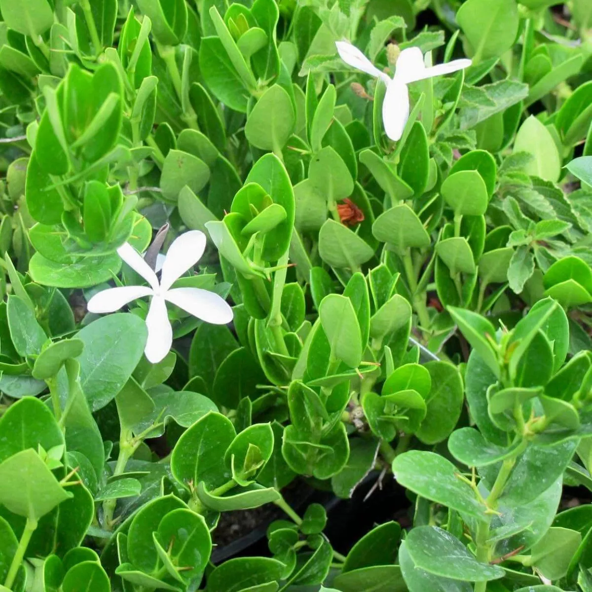 Dwarf Natal Plum – 1 Gallon
