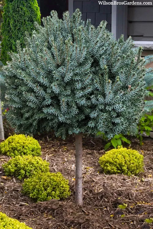 Dwarf Serbian Spruce Single Trunk Topiary Tree - 2 Gallon Pot