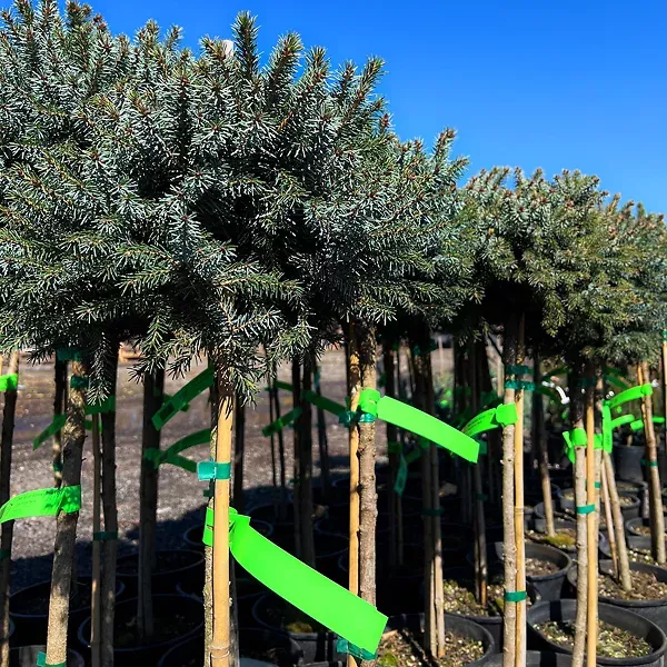 Dwarf Serbian Spruce – Tree Form