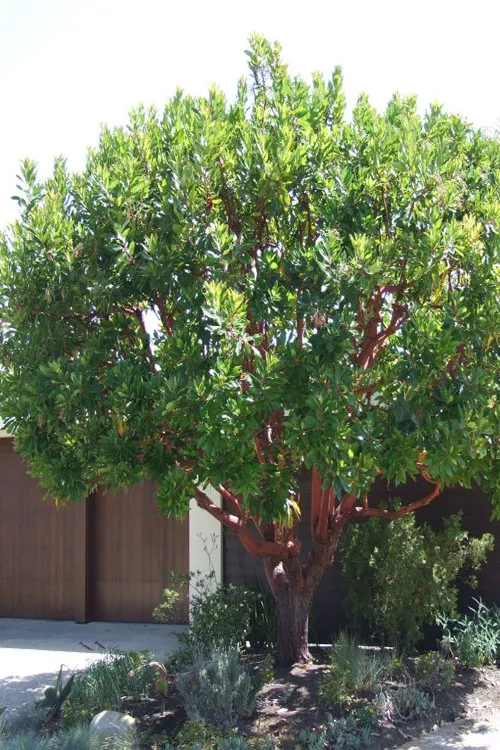 Dwarf Strawberry Tree (Arbutus unedo 'Compacta') - 2 Gallon Pot