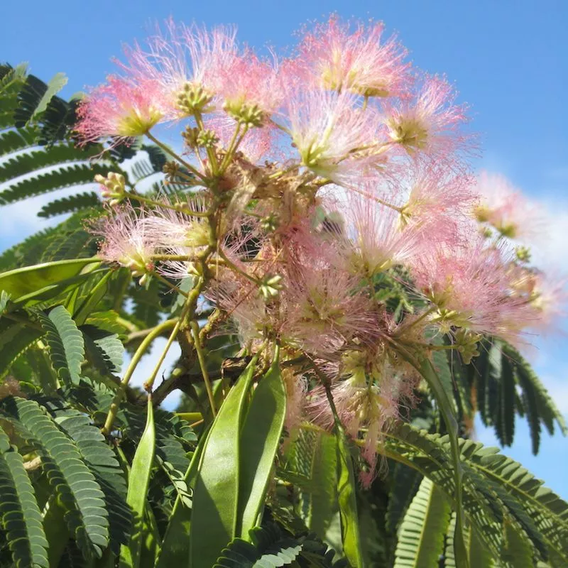 E H Wilson Mimosa Tree