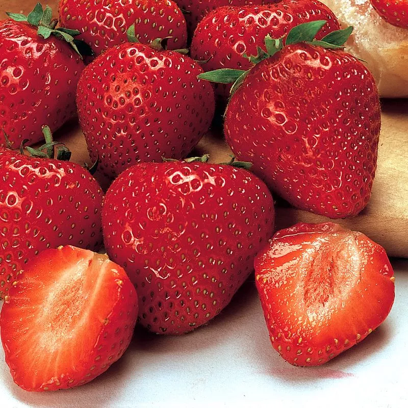 Earliglow Strawberry Plant