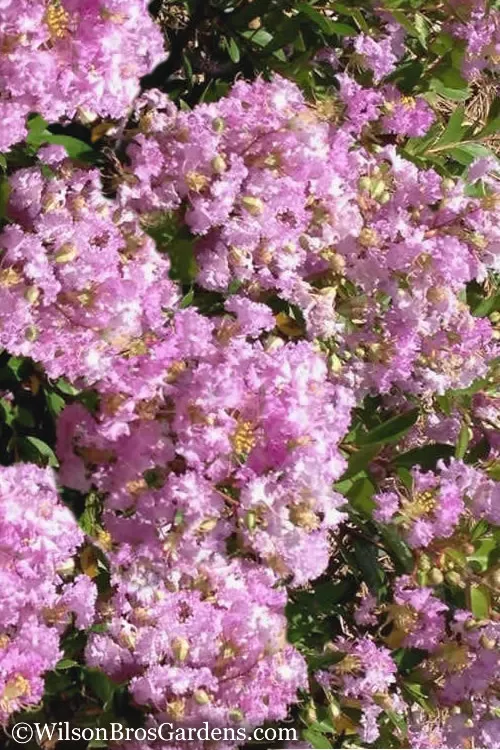 Early Bird Lavender Crape Myrtle - 3Gallon Pot