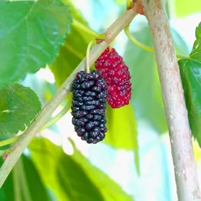 Early Bird, Mulberry