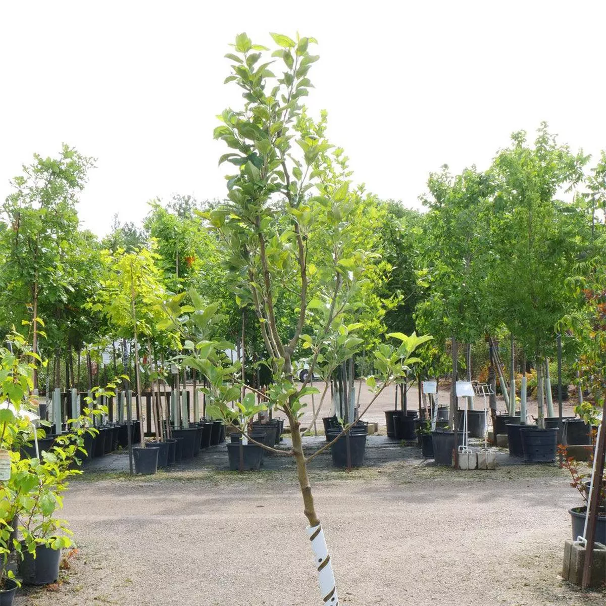 Early Pink Lady Apple Semi-Dwarf Tree
