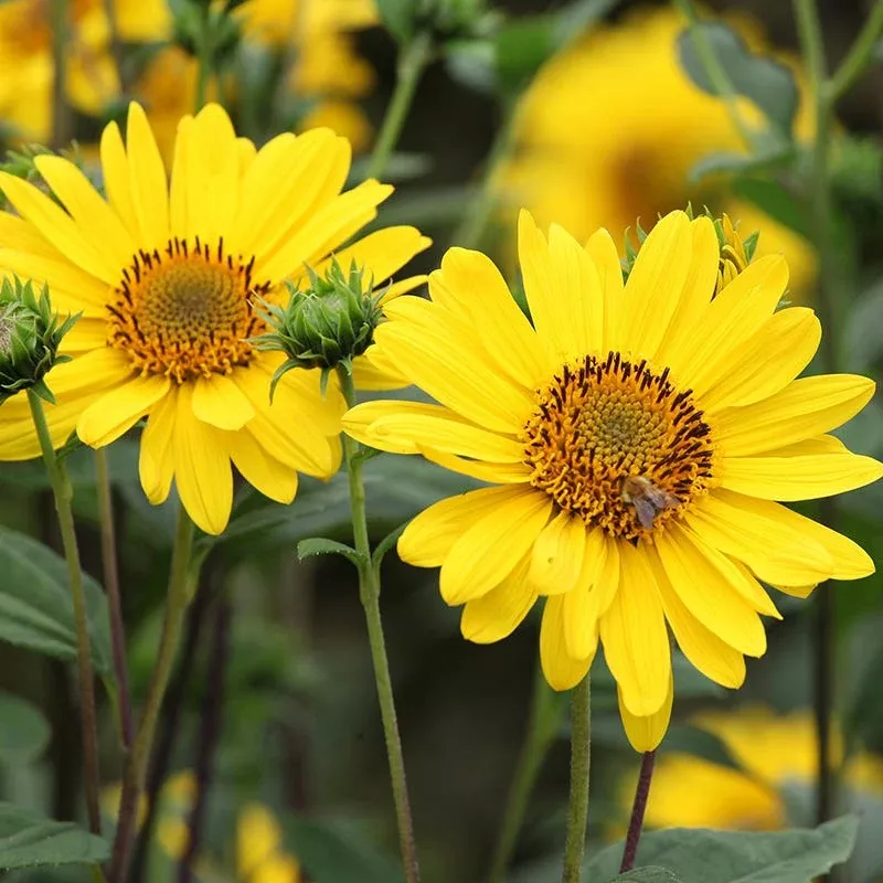 Early Sunflower Seeds