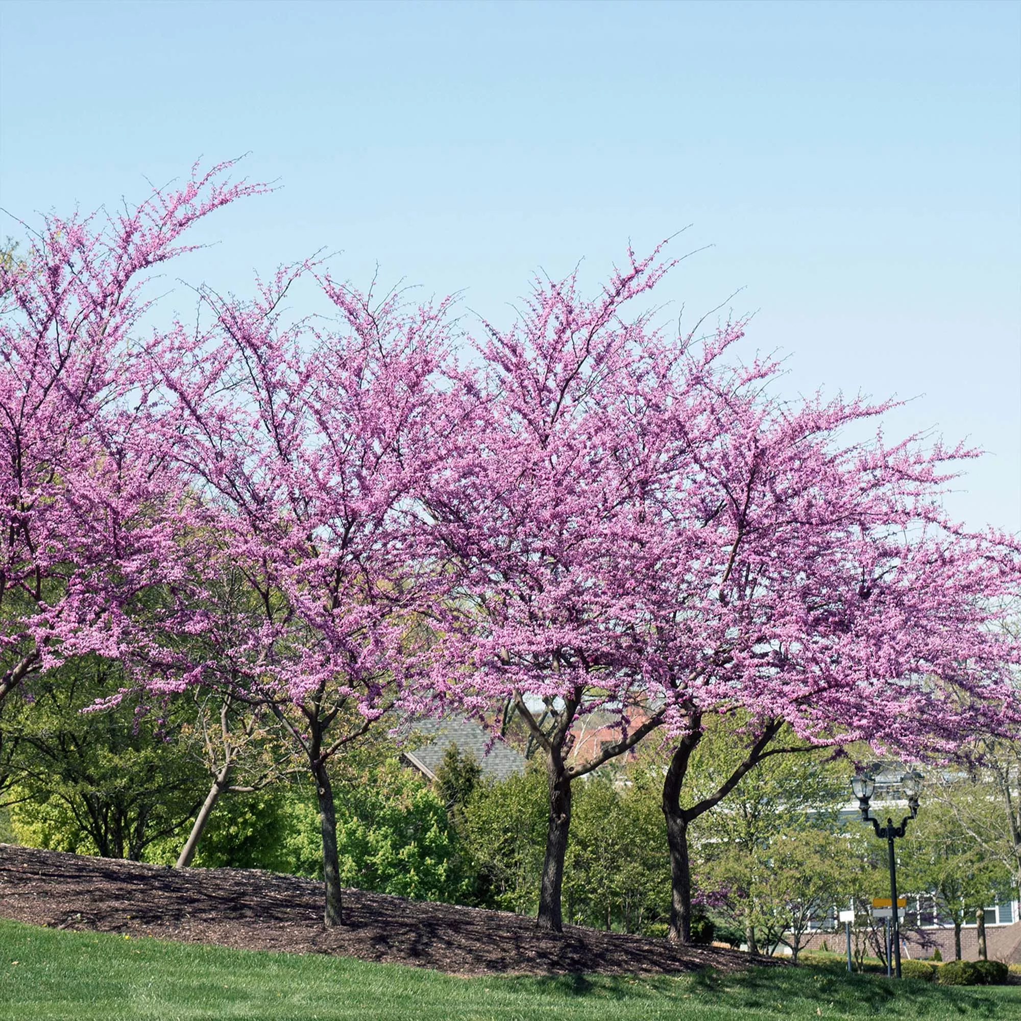 Eastern Redbud Tree – 3 Gallon