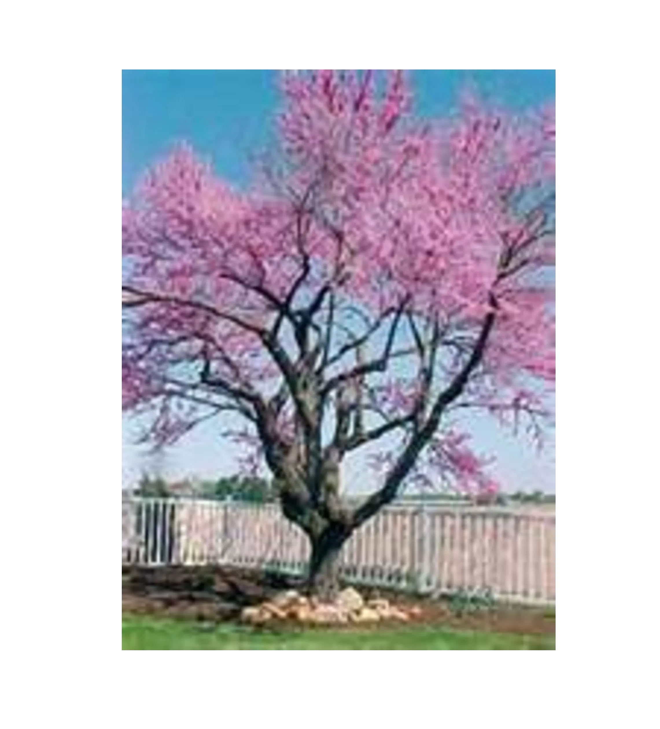 Eastern Redbud
