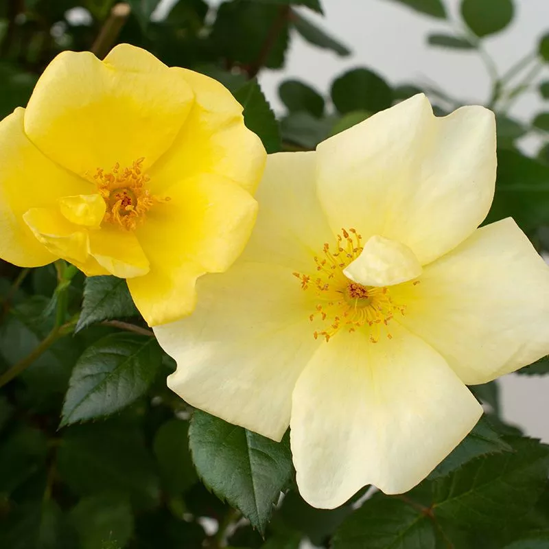 Easy Bee-zy™ Knock Out Rose