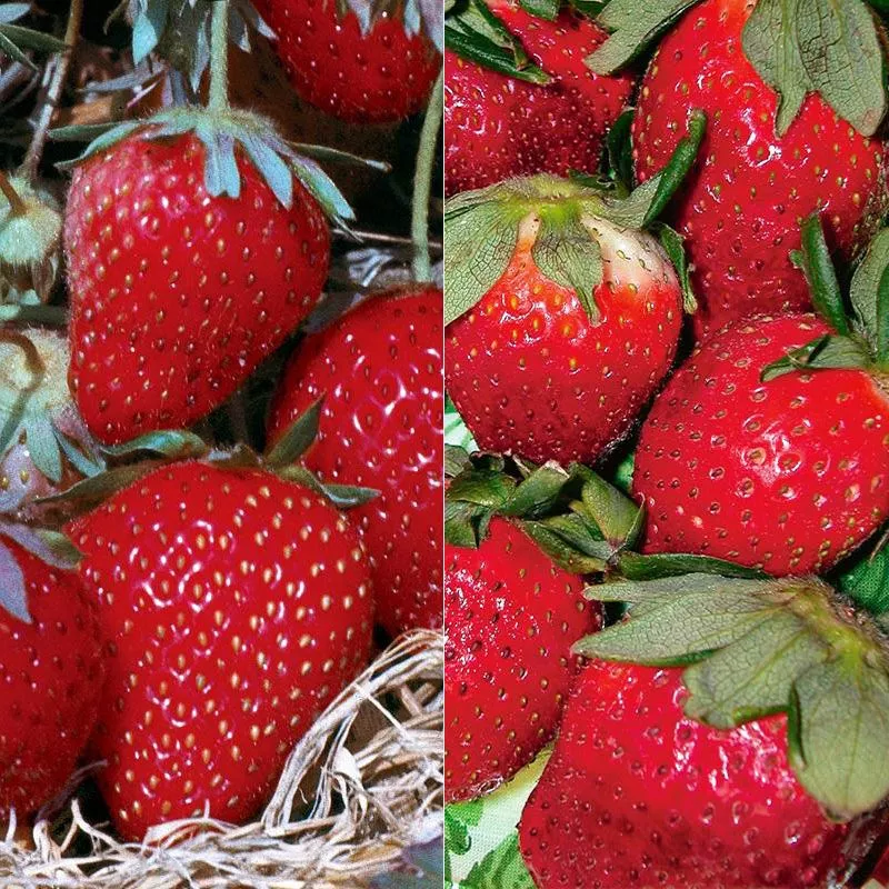 Easy-Care Strawberry Plant Collection