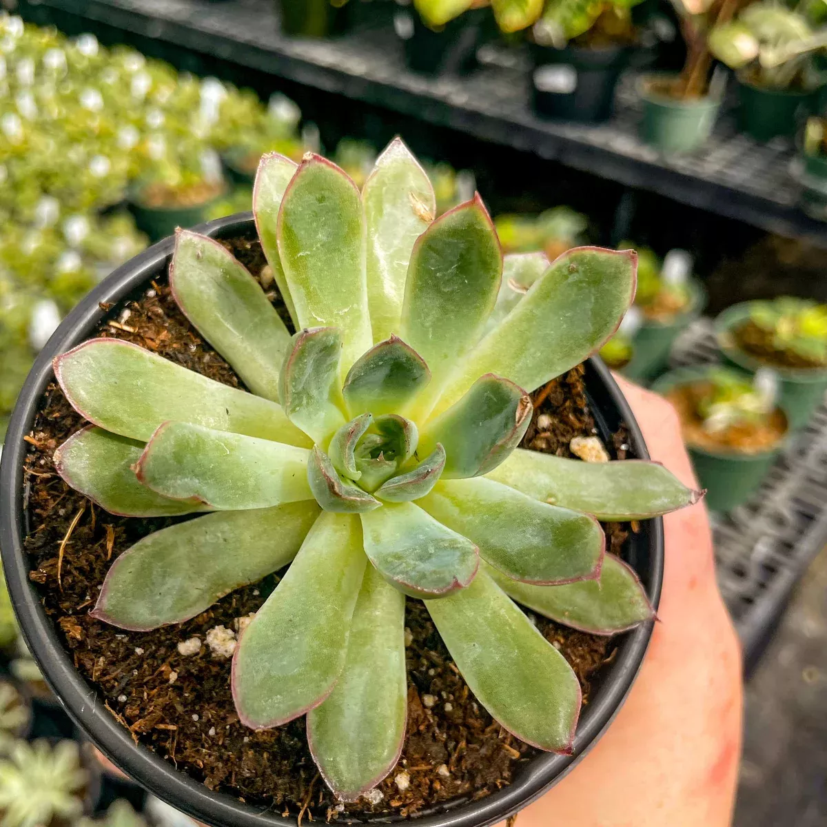 Echeveria pulidonis