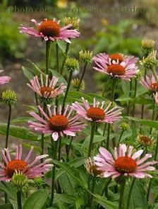 Echinacea 'All That Jazz' PP21771 (20)ct Flat