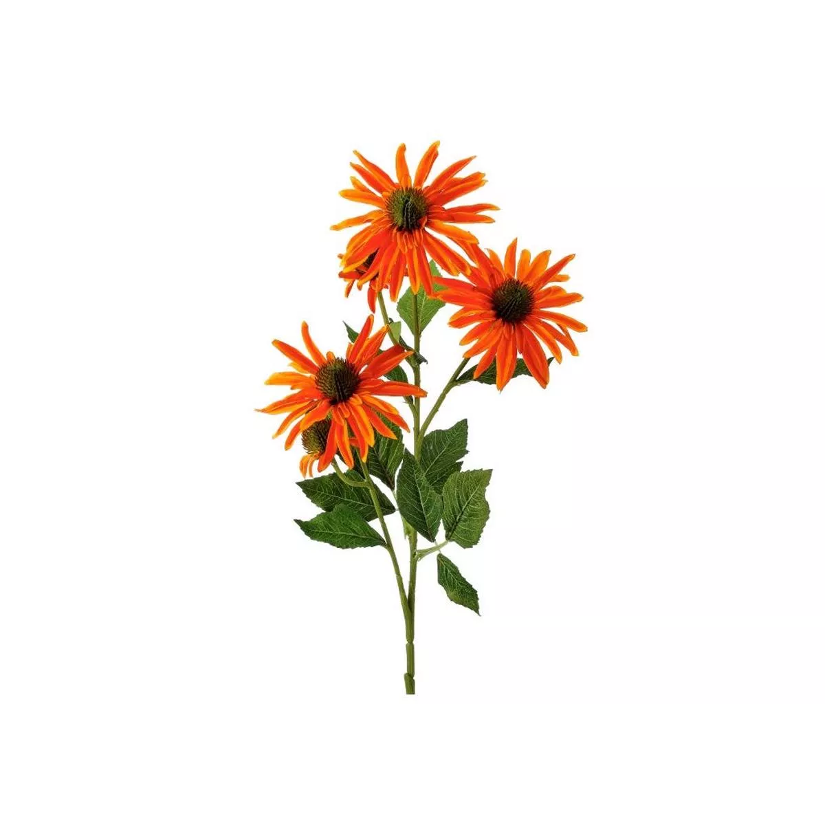Echinacea Bloom and Bud 29 ” Orange Everlasting