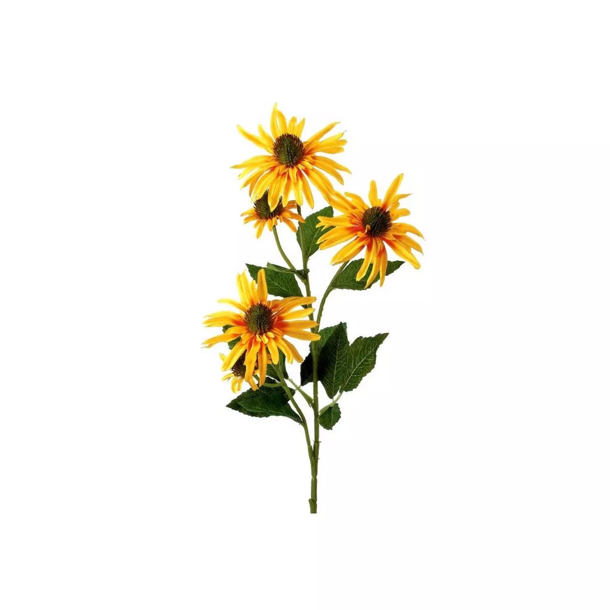 Echinacea Bloom and Bud 29 ” Yellow Everlasting