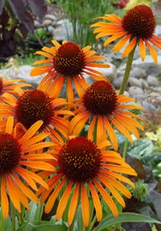 Echinacea Flame Thrower - 1 Gallon