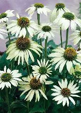 Echinacea p. "White Swan"