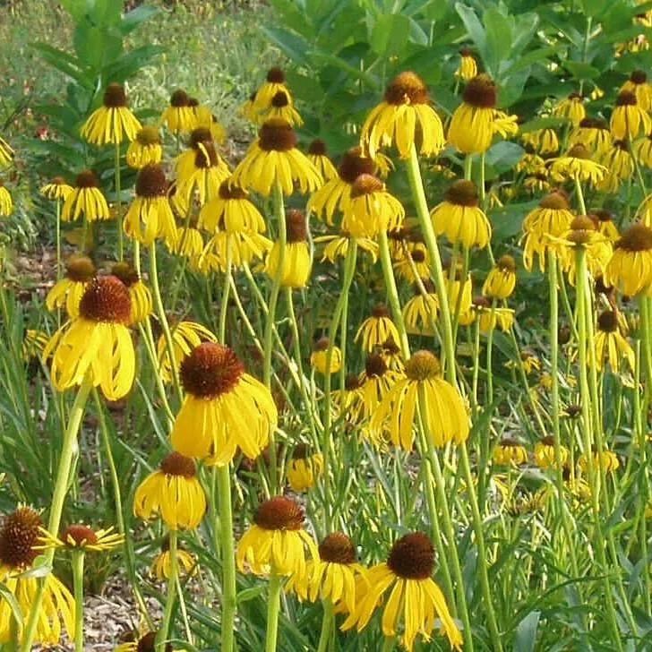 Echinacea paradoxa