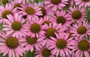 Echinacea Pixie Meadowbrite PP18546 (30)ct Flat
