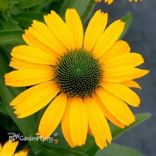 Echinacea PRIMA™ ‘Amarillo’ Coneflower - One Quart Pot