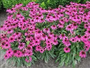 Echinacea 'Purple Emperor' PPAF (30)ct Flat