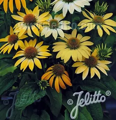 Echinacea purpurea (Coneflower ‘Mellow Yellows)