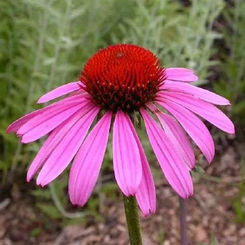 Echinacea purpurea ‘Evening Glow’