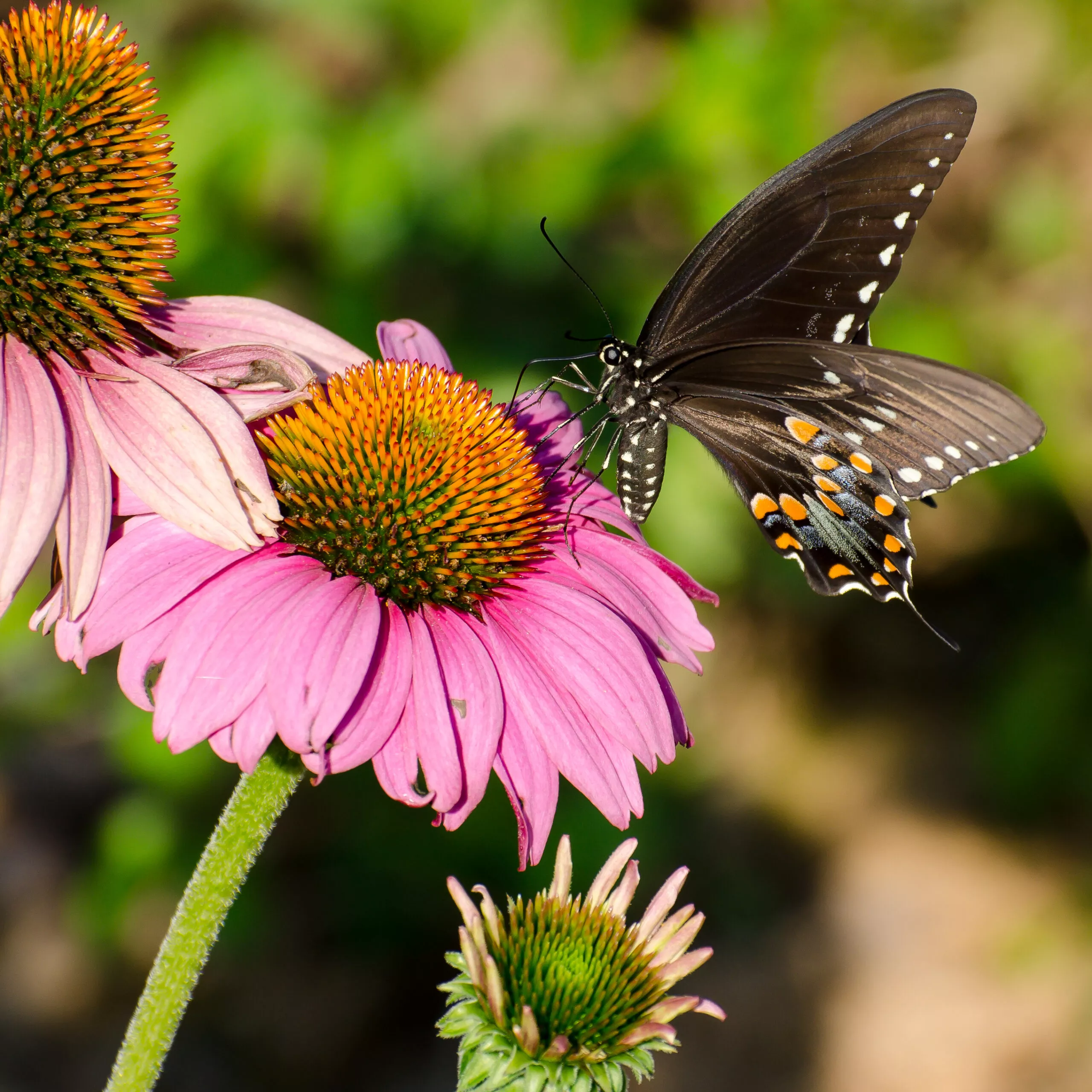 Echinacea purpurea (Purple Coneflower)