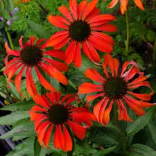 Echinacea purpurea ‘Tomato Soup’