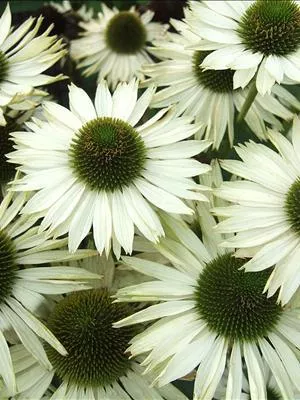 Echinacea purpurea ‘Virgin’ PP18684