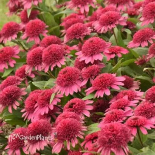 Echinacea 'Raspberry Beret 'DOUBLE CODED™ Collection Coneflower - One Quart Pot