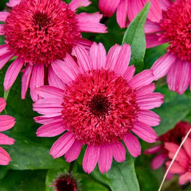 Echinacea 'Raspberry Beret' PPAF (30)ct Flat