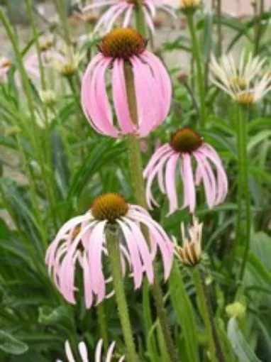 Echinacea Simulata Coneflower - One Quart Pot