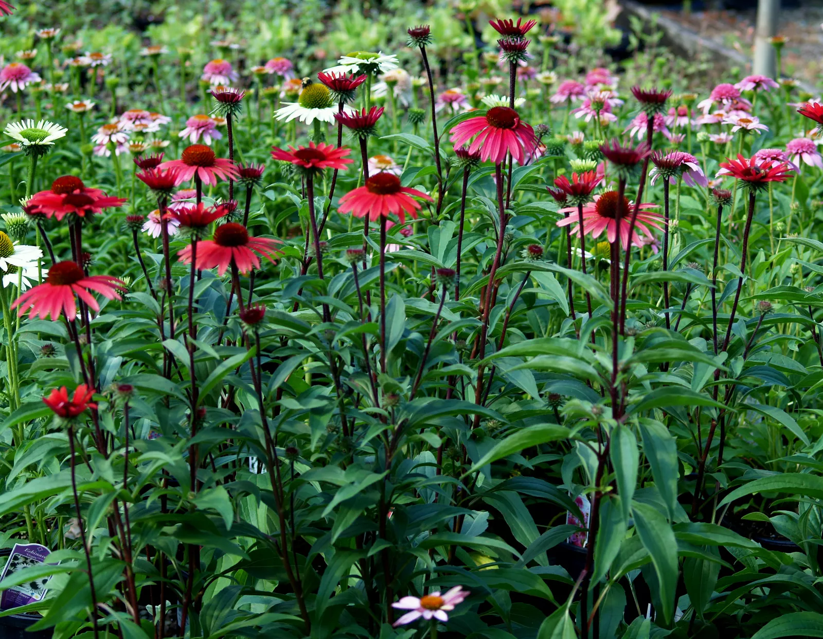 Echinacea ‘Solar Flare’ PP22133