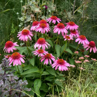 Echinacea 'Strawberry Mousse' PPAF (30)ct Flat