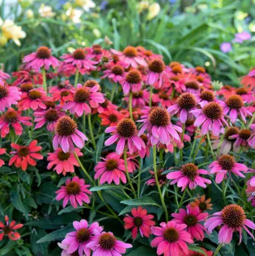 Echinacea SUMMERSONG™ Firefinch™ Coneflower - One Quart Pot