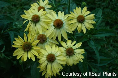 Echinacea 'Sunrise' PP16235 (30)ct Flat