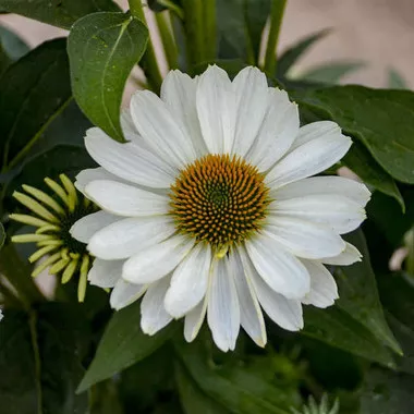 Echinacea 'Swan Song' PPAF (30)ct Flat