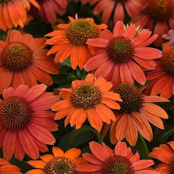 EchinaceaConeflower Artisan"Red Ombre"