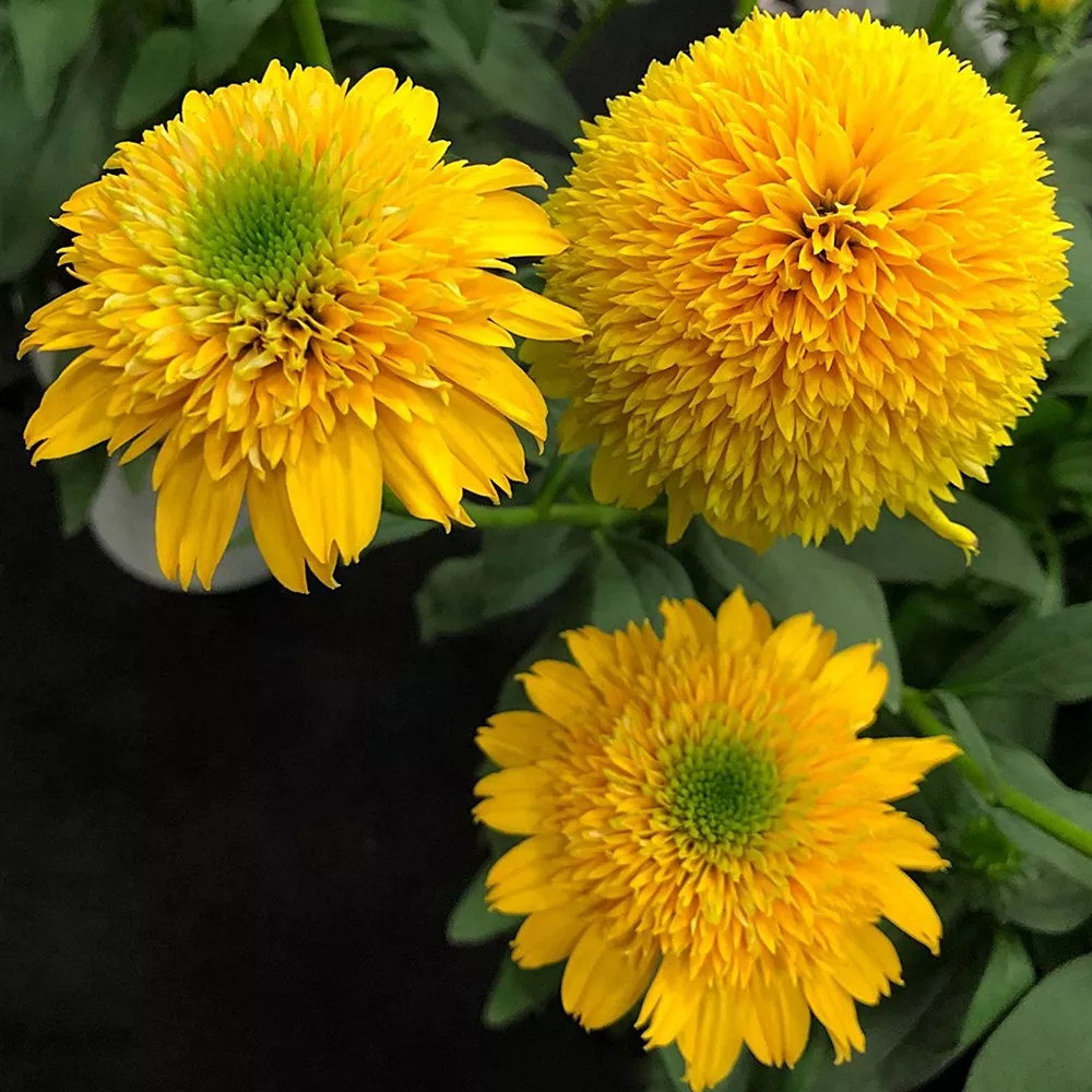 EchinaceaConeflower Cara Mia"Yellow"
