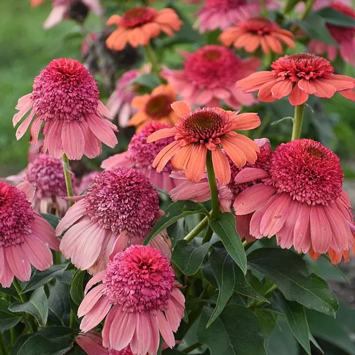 EchinaceaConeflower Double Dipped"Rainbow Sherbet"