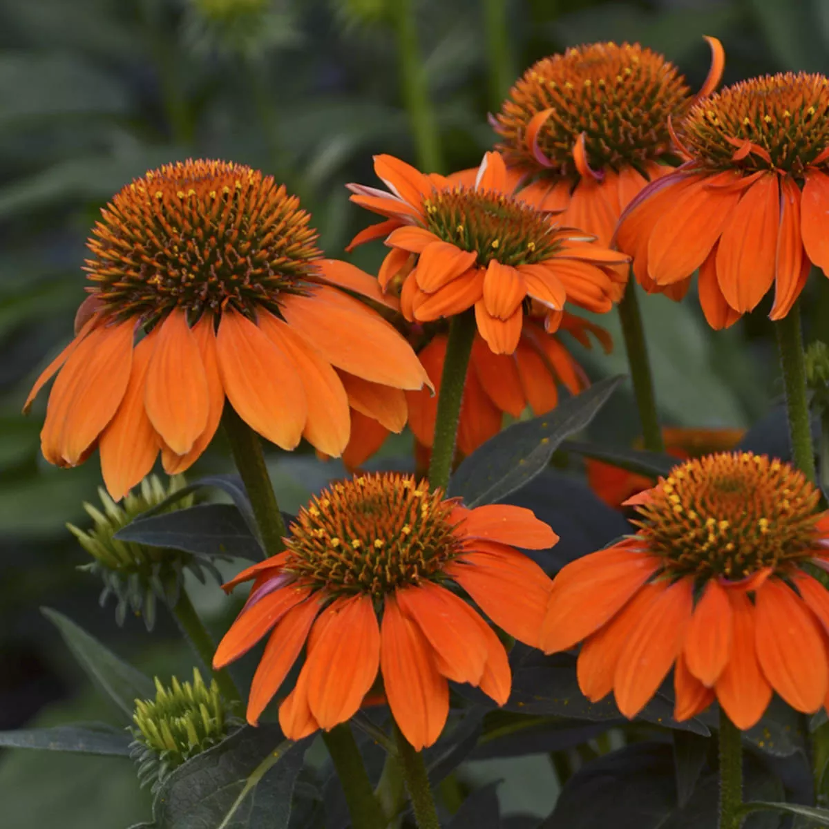 EchinaceaConeflower SOMBRERO"Adobe Orange"