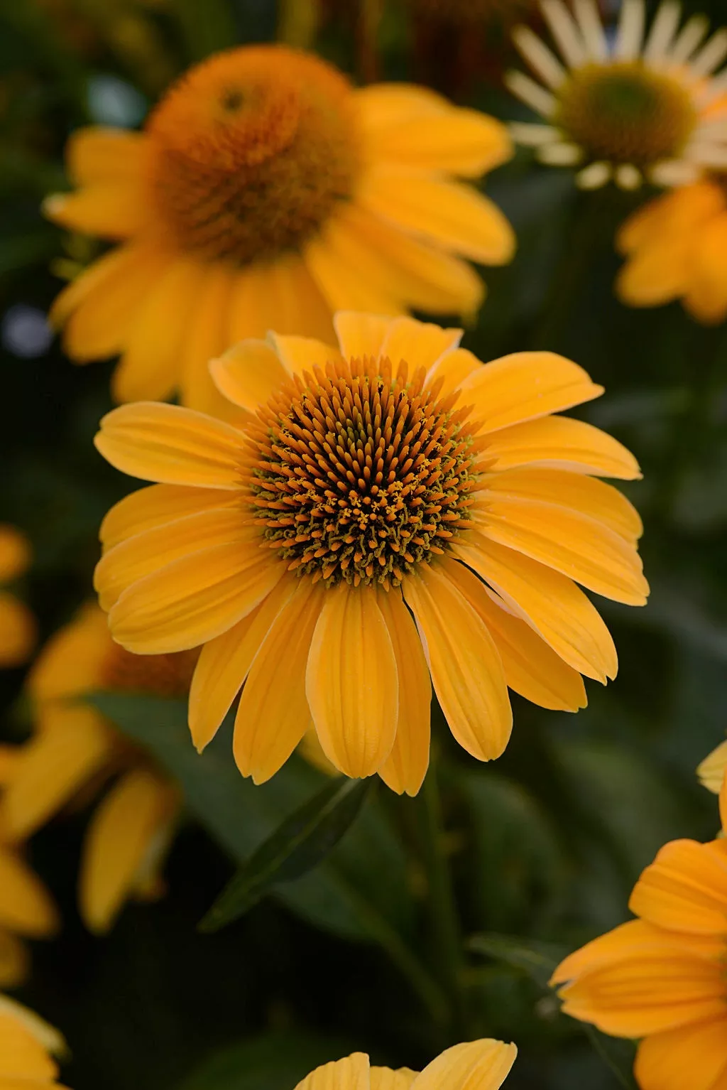 EchinaceaConeflower SOMBRERO"Granada Gold"