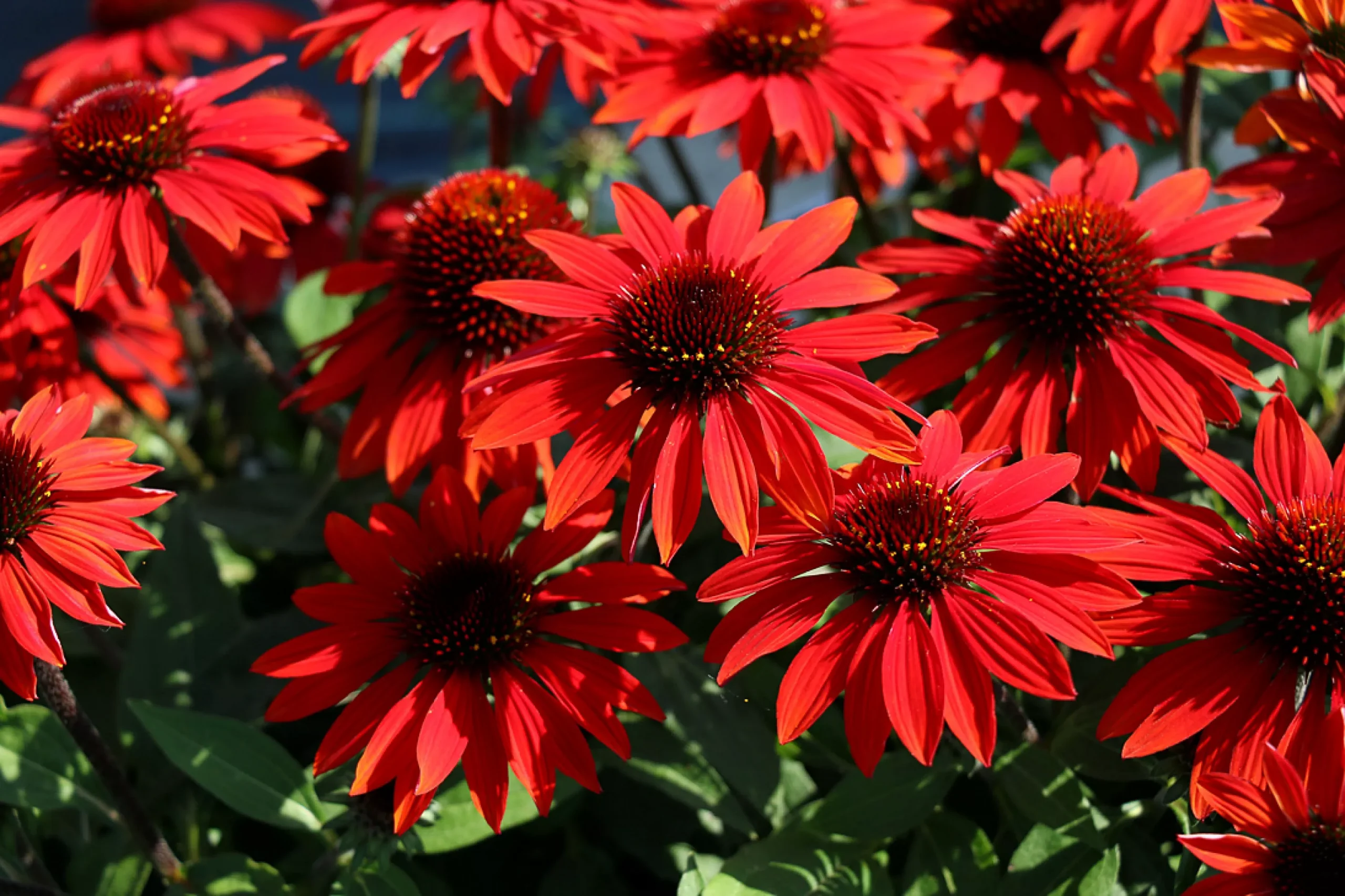 EchinaceaConeflower SOMBRERO"Sangrita"
