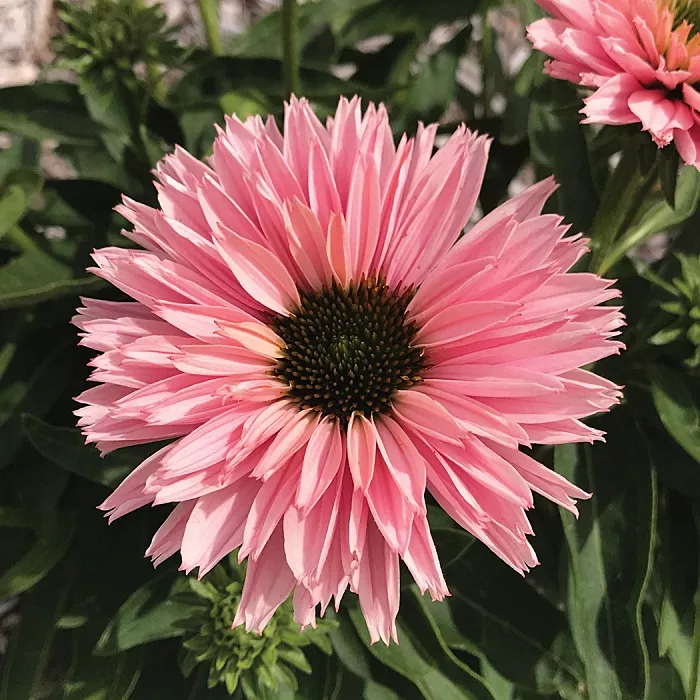 EchinaceaConeflower Sun Seekers"Salmon"