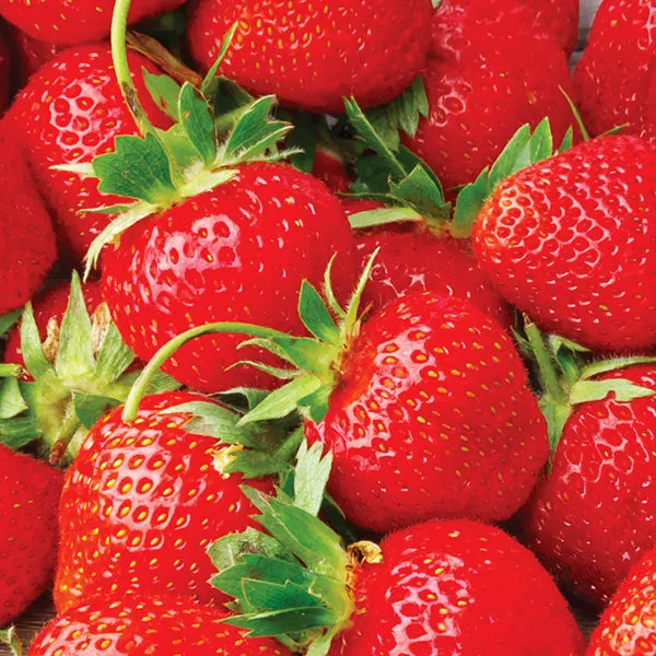 Eclair Strawberry Plant – 10 Pack Bareroot