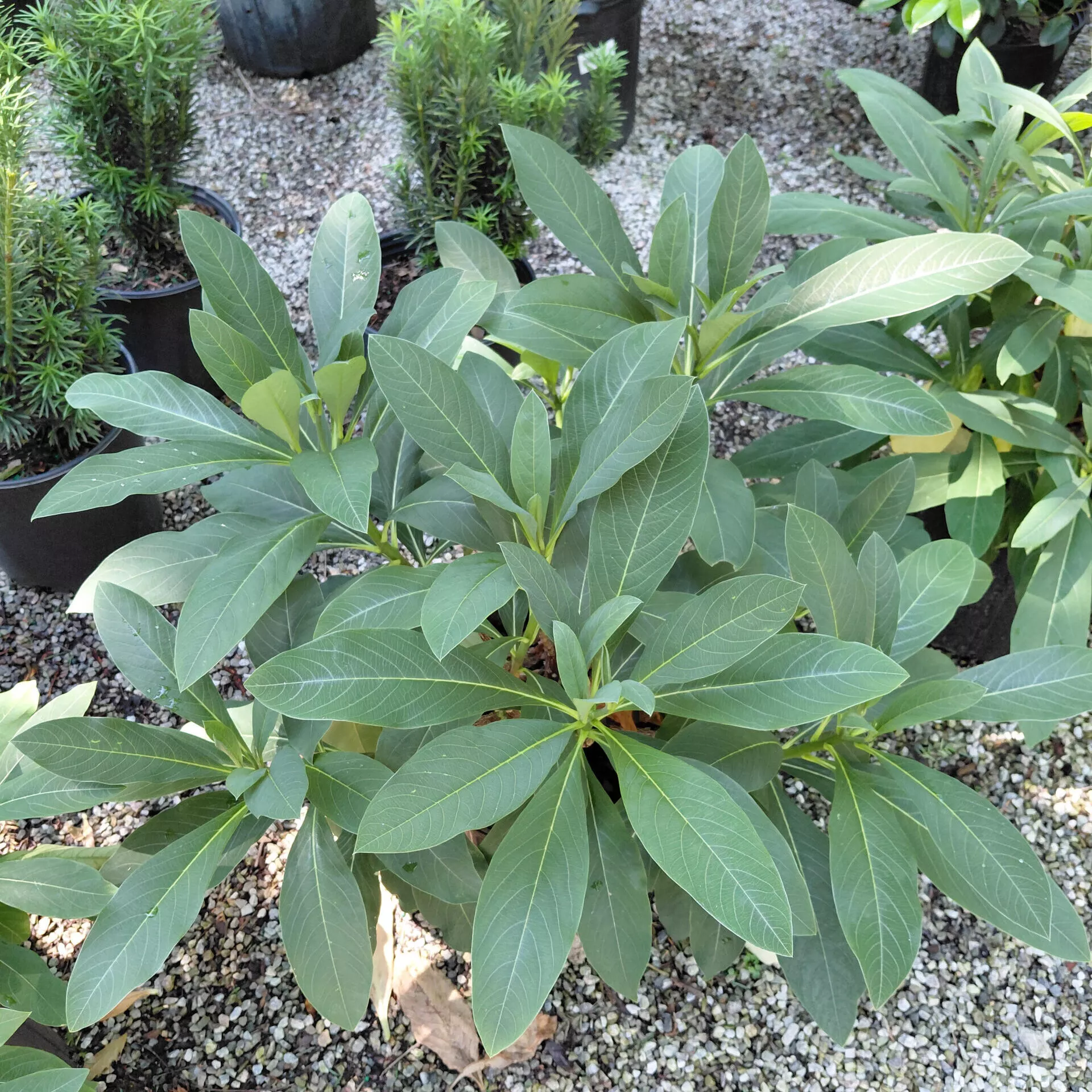 Edgeworthia chrysantha