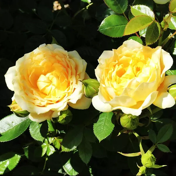 Edith’s Darling Miniature Rose Tree
